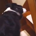 朝『パパを起こして…