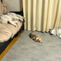 大型犬2匹が暮らす家…