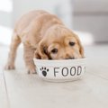 犬が飼い主より先に…