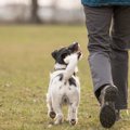 犬が散歩で飼い主を…