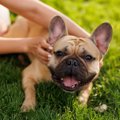 オス犬は飼いやすい…