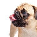 犬の癌に効く食べ物…