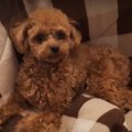 おもちゃの好き嫌い…