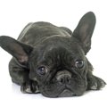 犬の斜視について