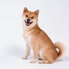 行動学から見る、犬…