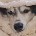 北海道での正しい毛…