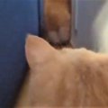 『ケツ圧』がすごい…