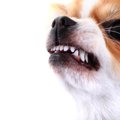 愛犬の性格はホルモ…