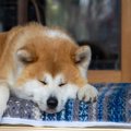 『日本犬だけにみら…