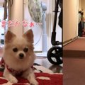 玄関で飼い主を待つ…