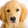 犬に苦痛を与える『…
