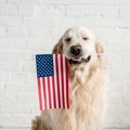 犬のための法律がた…