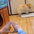 大型犬を呼んだら『…