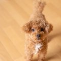 犬が飼い主に『愛情…