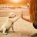 子犬のしつけの基本…