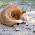 犬が顔や体をカキカ…