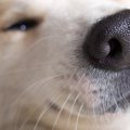 犬が隙間に鼻を突っ…