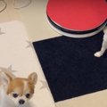 可愛すぎ！おそろい…
