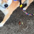 外出時、犬に『オヤ…