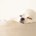 犬はいつから室内飼…