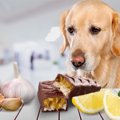 犬が亡くなってしま…
