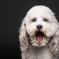 犬がびっくりしたと…