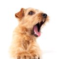 犬の声がかすれてい…