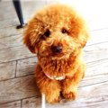 トイプードルの飼い…