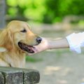 犬がなつく人、なつ…