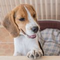 犬のケージの場所を…