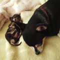 犬を飼う人が知って…