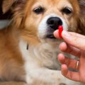 犬に『人間の薬』を…