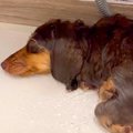 犬の足を洗おうとし…