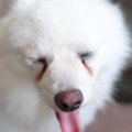犬の体臭が臭い！考…
