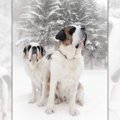 ここはスイス？！雪…