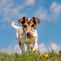 犬のレプトスピラ症…