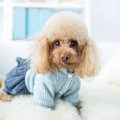 犬の発情期にするべ…