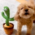 犬の隣に『声真似す…