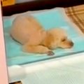 トイレの上で寝てし…