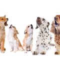 犬が『朝鳴き』をす…
