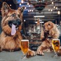 新たに犬を家族とし…