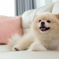 犬がいる環境で『コ…