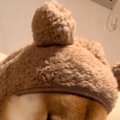 犬が小さい頃に着て…