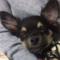 保護犬を迎えるのは…