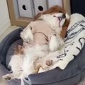 犬に『シャンプーし…