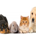 ニューヨークで犬猫…