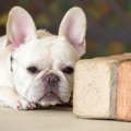 犬は自分を人間だと…