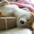 犬が『熟睡』してい…
