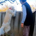 大型犬とおばあちゃ…