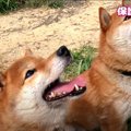 『元』超凶暴柴犬ペアの現在♡すっかり幸せそうな姿に感動！